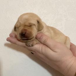 Harley - Yellow female Labrador Retriever puppy in Newaygo, Michigan from Royal Oak Gundogs