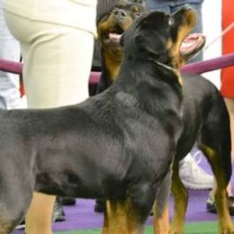 Rottweilers from Moonstone-D’Artagnan Farms