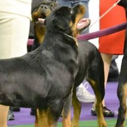 Rottweilers from Moonstone-D’Artagnan Farms