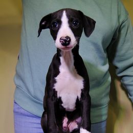 Gallus - Black Whippet puppy in Muncie, Indiana from Valenwood Whippets