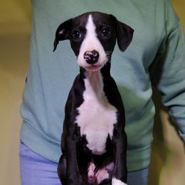 Gallus - Black Whippet puppy in Muncie, Indiana from Valenwood Whippets