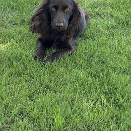 Fancy - Boykin Spaniel