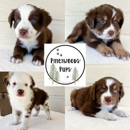 Miniature Australian Shepherd and Toy Australian Shepherd Puppies from Pineywoods Pups
