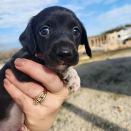 Snoopy - Piebald male Dachshund puppy in Cedarcreek, Missouri from Cedarcreek Dachshunds