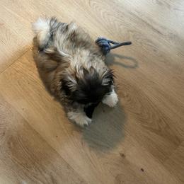Buddy - Fawn male Pekingese puppy in Rochester Hills, Michigan from Dreamers Pekingese