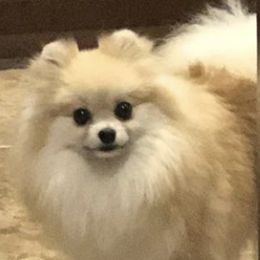 Pomeranian adult dog