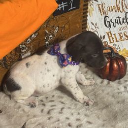 Female 6 - Liver and white female German Shorthaired Pointer puppy in Kathleen, Florida from Alex Yates GSP's