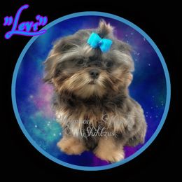 Levi - Shih Tzu
