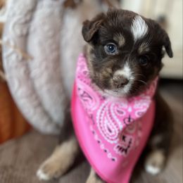Winifred - Red tri female Miniature Australian Shepherd puppy in Bethany, Illinois from Rachel at Marrowbone Creek Aussies