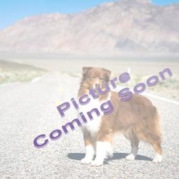 Australian Shepherd puppies from Dovehawk Australian Shepherds