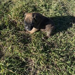 Pisces - Brindle male Boxer puppy in Custer, South Dakota from Tracy's Boxers