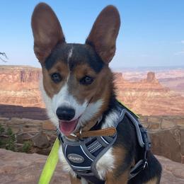 Pembroke Welsh Corgis from Bluebirds Corgis