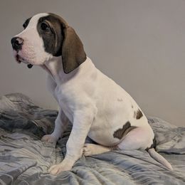 Goody - Fawn female Great Dane puppy in Bay City, Michigan from Monarch Danes
