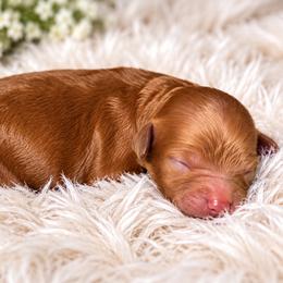 Cookie - Apricot female Poodle puppy in Atlanta, Georgia from ATLANTA POODLE BREEDER (AKC)