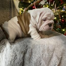 Bulldog Puppies from Semper Fi Bulldogs