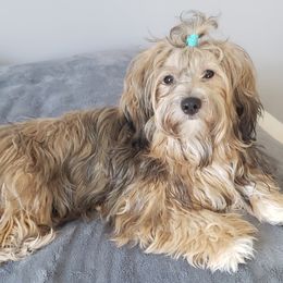 Havanese from Happy Tails Havanese