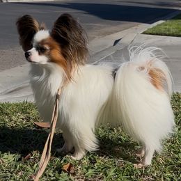 Merlin - Papillon