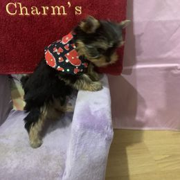Yorkshire Terrier Puppies from Charm's Kennel