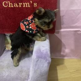 Yorkshire Terrier Puppies from Charm's Kennel