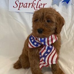 Goldendoodle Puppies from OnlyGoldendoodles
