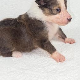 Shamrock - Sable and white female Shetland Sheepdog puppy in Citra, Florida from Southpaw Herders LLC