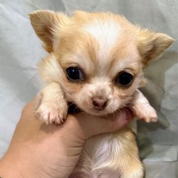 Dash - Merle male Chihuahua puppy in Sherwood, Arkansas from Bartelt Breeders