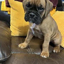 Boy 1 - Fawn male Boxer puppy in Staatsburg, New York from Rumors of Luv Boxers