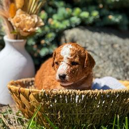 Love - Red  female Goldendoodle puppy in Urbana, Illinois from ZaraDoodles