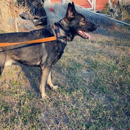 Beau - German Shepherd
