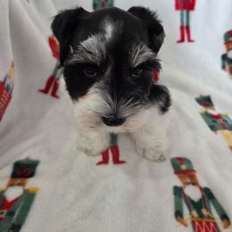 Little Red - Parti female Miniature Schnauzer puppy in Paradise, Utah from Highbornschnauzers