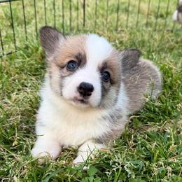 Cassia - Red female Pembroke Welsh Corgi puppy in Griffin, Georgia from Rollnoaks & Cottontail AKC Pembroke Welsh Corgis