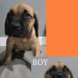 Litter - Fawn male Cane Corso puppy in Elyria, Ohio from Ballard Corsos
