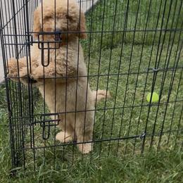 Alex - Apricot male Goldendoodle puppy in Sauk Village, Illinois from Midwest Timberland Pups