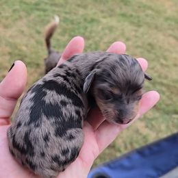 Dachshund Puppies from Mini Dachshund Loves