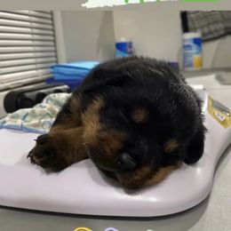 Rottweiler Puppies from GrowlHausRotts
