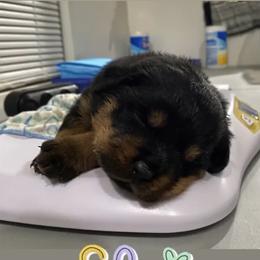 Rottweiler Puppies from GrowlHausRotts