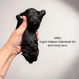 Waffles English Teddbear - Black female Goldendoodle puppy in Grove, Oklahoma from Guinn Family Farms