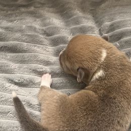 BB girl 1 - White and red female Pembroke Welsh Corgi puppy in Dickinson, Texas from Gulf Coast Corgis