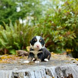 Poison Ivy (Yellow Collar) - Black rust and white female Bernese Mountain Dog puppy in Stanwood, Washington from Butter Cup Pups and Paws