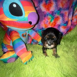 Journey - Black and tan female Cavalier King Charles Spaniel puppy in Broken Arrow, Oklahoma from Cavalier King Charles Heartland