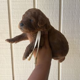 Mellow Bud-Dha - Red  male Poodle puppy in Bakersfield, California from Underground kennels