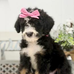 Miss Peaches and Cream - Tri-color female Bernedoodle puppy in Hegins, Pennsylvania from Bubbling Springs Doodles, LLC