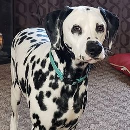 Dalmatians from C&P DALMATIANS