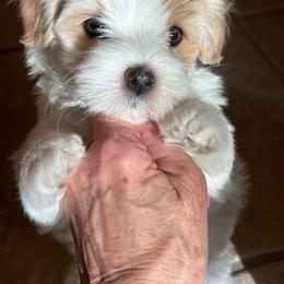Violet - Red sable female Havanese puppy in Apopka, Florida from Dunhill Havanese