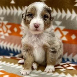 Pierogi - Red merle male Australian Shepherd puppy in Lakewood, Colorado from Skyray Aussies