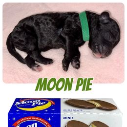 Labradoodle Puppies from Mud Puppies