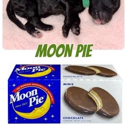 Labradoodle Puppies from Mud Puppies