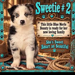 Sweetie-2 - Blue merle female Australian Shepherd puppy in Riverside, California from Majestic Wrangler’s Aussie’s