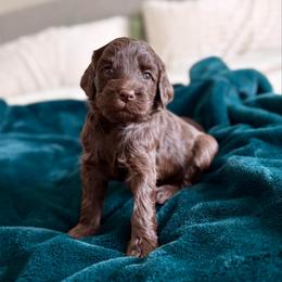 Lainey - Chocolate female Goldendoodle puppy in Allen, Texas from Calena’s Doodles
