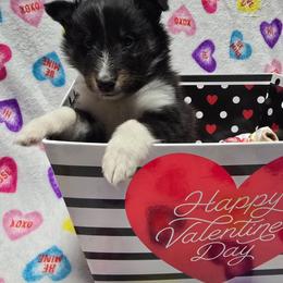 Arrow - Black white and tan male Shetland Sheepdog puppy in Wapello, Iowa from Willow Rayne shelties and more
